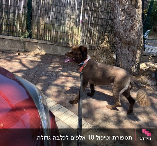 כלב עם רצועה ליד עץ וגדר